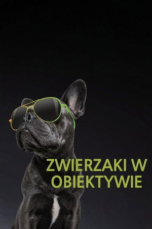 Amerika legviccesebb videói: Állatok poszter