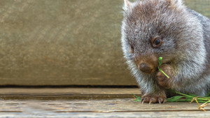 Secret Life of the Wombat kép