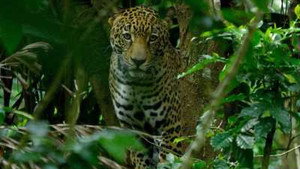 Costa Rica : Le réveil de la nature kép