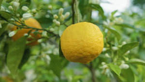 Die Welt der Zitrusfrüchte kép