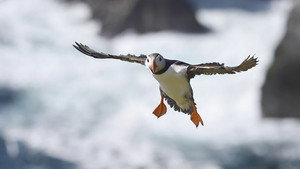 Scotland: The New Wild kép