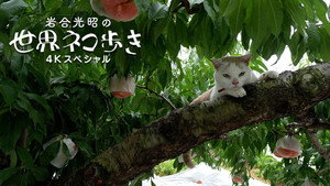 岩合光昭の世界ネコ歩き 1. évad Ep.143 143. epizód