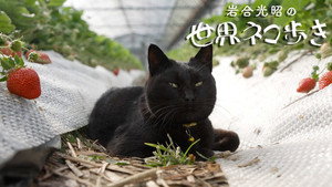 岩合光昭の世界ネコ歩き 1. évad Ep.155 155. epizód