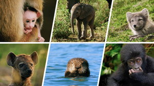 Animal Babies: First Year On Earth kép