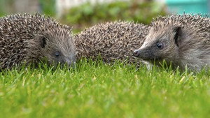 Countryfile 34. évad Ep.5 5. epizód