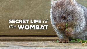Secret Life of the Wombat kép