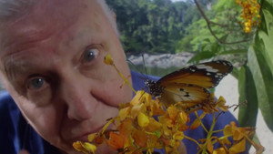 David Attenborough's Conquest of the Skies 3D kép