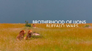 Brotherhood of Lions 1. évad Ep.3 3. epizód