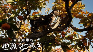 岩合光昭の世界ネコ歩き 1. évad Ep.153 153. epizód