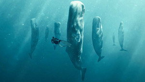 Whale with Steve Backshall kép