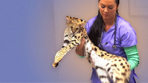 Animal ER kép