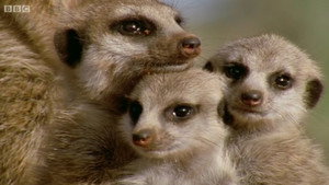 Animal Super Parents kép
