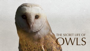 The Secret Life of Owls kép
