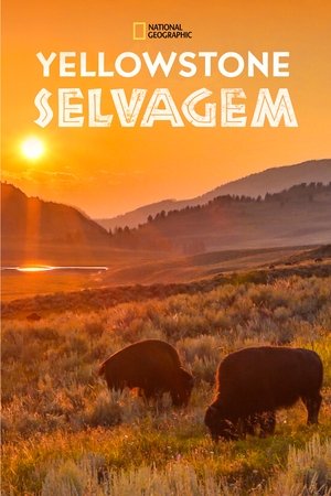 Vad Yellowstone poszter