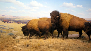 Vad Yellowstone kép