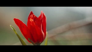 Gassal kép