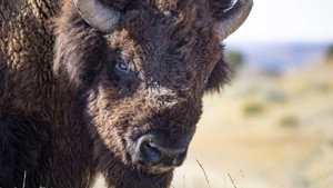The American Buffalo 1. évad Ep.1 1. epizód