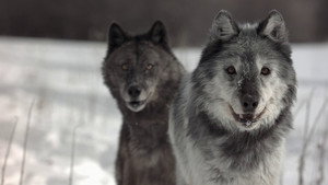 Vad Yellowstone kép