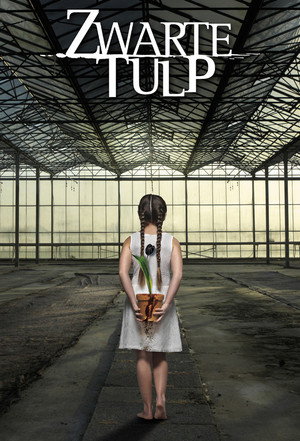 Fekete tulipán poszter