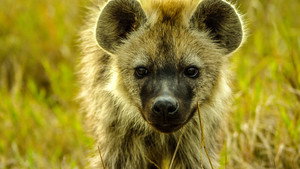 Animal Babies: First Year On Earth 1. évad Ep.3 3. epizód