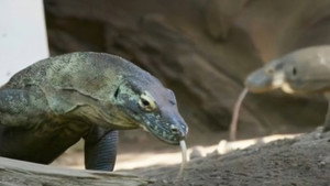 Ausztrál állatkert - Steve Irwin öröksége 3. évad Ep.9 Komodói kapcsolat
