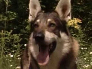 The Littlest Hobo 5. évad Ep.12 12. epizód