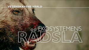 Vetenskapens värld 47. évad Ep.6 6. epizód