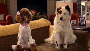 Dog with a Blog 3. évad Ep.4 4. epizód