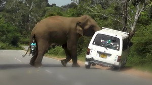 Caught on Dashcam 6. évad Ep.2 2. epizód