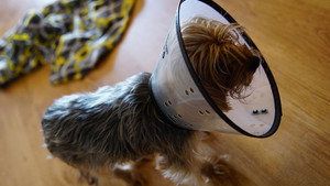 Animal ER 2. évad Ep.7 7. epizód