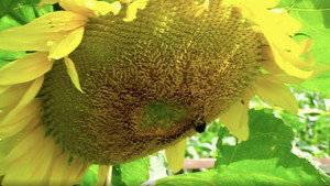 The A to Z of TV Gardening 1. évad Ep.19 19. epizód