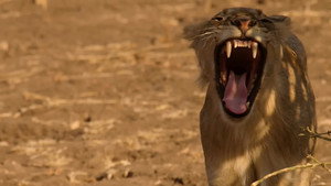 Lion Country: Night and Day kép
