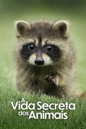 Az állatok titkos élete poszter