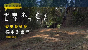 岩合光昭の世界ネコ歩き 1. évad Ep.44 44. epizód