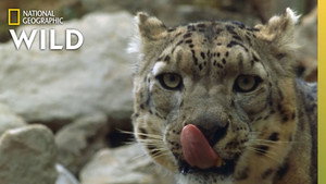 China's Wild Side kép