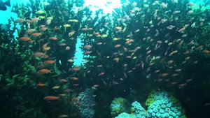 Dyesebel kép