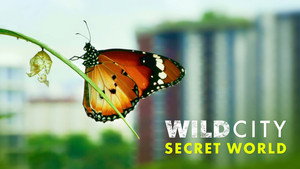 Wild City kép