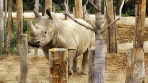 Un zoo à Paris 2. évad Ep.5 5. epizód