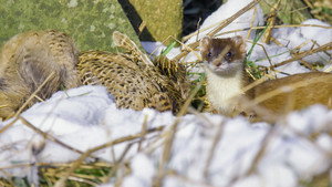Winterwatch 11. évad Ep.5 5. epizód