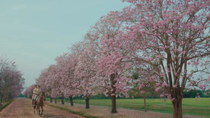 ฉันนี่แหละท่านขุนที่สวยที่สุด kép