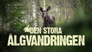 Den stora älgvandringen kép