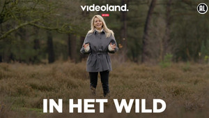In Het Wild kép