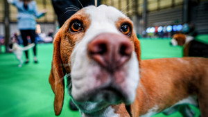 Crufts 16. évad Ep.3 3. epizód