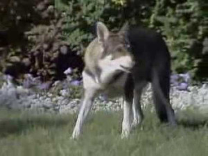 The Littlest Hobo 4. évad Ep.17 17. epizód