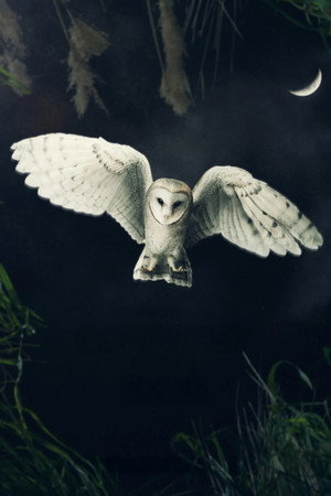 David Attenborough's Conquest of the Skies 3D poszter