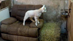 Countryfile 36. évad Ep.21 21. epizód
