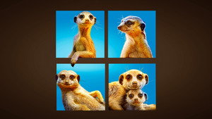 Meet The Meerkats kép