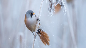 Winterwatch 14. évad Ep.4 4. epizód