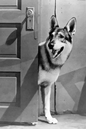 The Littlest Hobo poszter
