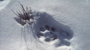 Nature 23. évad Ep.5 5. epizód